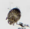 itch mite