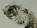 itch mite - photo 5