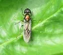Sargus cuprarius