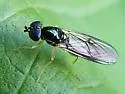 Sargus decorus