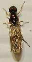 Sargus decorus - photo 4
