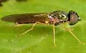 Sargus decorus - photo 5
