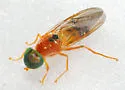 Sargus elegans