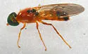 Sargus elegans - photo 2