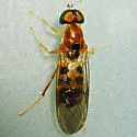 Sargus elegans - photo 3