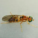 Sargus elegans - photo 4