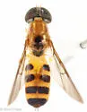 Sargus elegans - photo 5