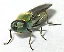 Sargus viridis