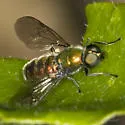 Sargus viridis - photo 2