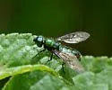 Sargus viridis - photo 3
