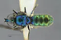 Sargus viridis - photo 4