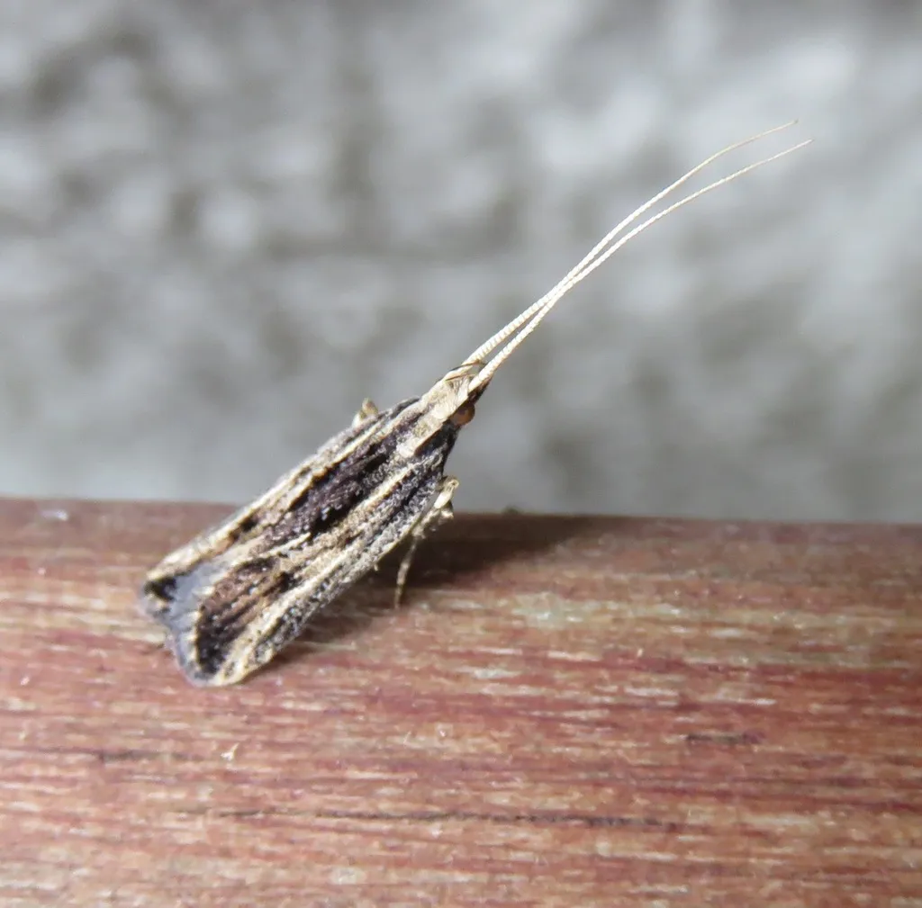 Sarisophora leucoscia - photo 2