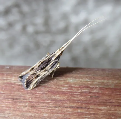 Sarisophora leucoscia - photo 3
