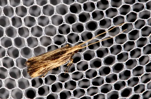Sarisophora leucoscia - photo 4