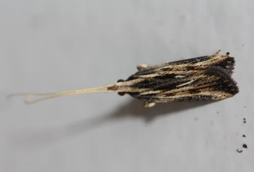 Sarisophora leucoscia - photo 5