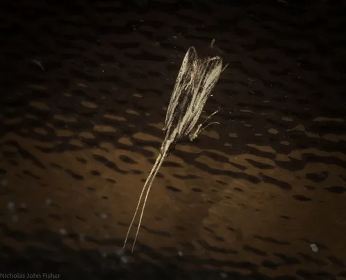 Sarisophora leucoscia - photo 6