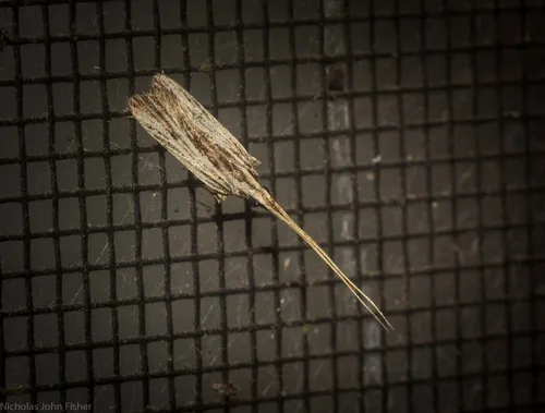 Sarisophora leucoscia - photo 7