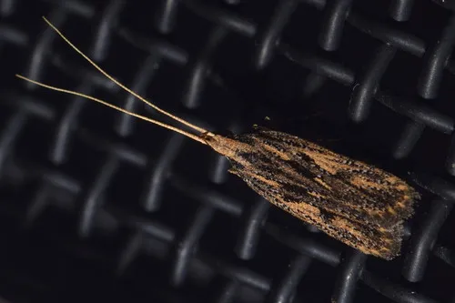 Sarisophora leucoscia - photo 8
