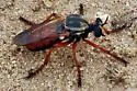 Saropogon abbreviatus