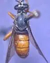 Saropogon abbreviatus - photo 2