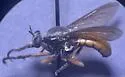 Saropogon abbreviatus - photo 3