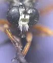 Saropogon abbreviatus - photo 5