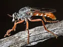 Saropogon albifrons