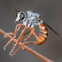 Saropogon albifrons - photo 2