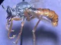 Saropogon albifrons - photo 3