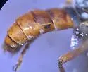 Saropogon albifrons - photo 4