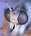 Saropogon albifrons - photo 5