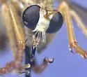 Saropogon bryanti - photo 4