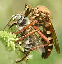 Saropogon combustus