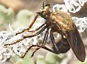 Saropogon combustus - photo 2