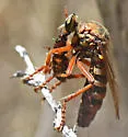 Saropogon combustus - photo 3