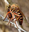 Saropogon combustus - photo 4