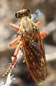 Saropogon combustus - photo 5