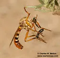 Saropogon coquilletti - photo 2