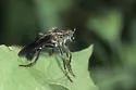 Saropogon dispar