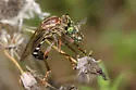Saropogon dispar - photo 2