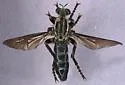 Saropogon dispar - photo 3
