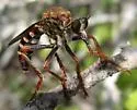 Saropogon hypomelas