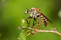 Saropogon hypomelas - photo 3