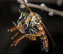 Saropogon hypomelas - photo 4