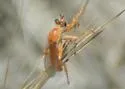 Saropogon luteus