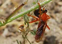 Saropogon luteus - photo 3