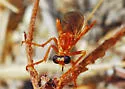 Saropogon luteus - photo 4