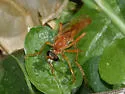 Saropogon luteus - photo 5