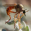 Saropogon mohawki