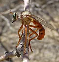 Saropogon mohawki - photo 3